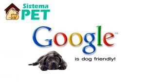 Google Ads Criadores