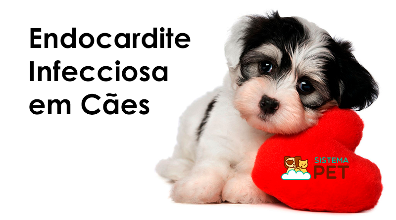 Tudo sobre Endocardite Infecciosa em Cães
