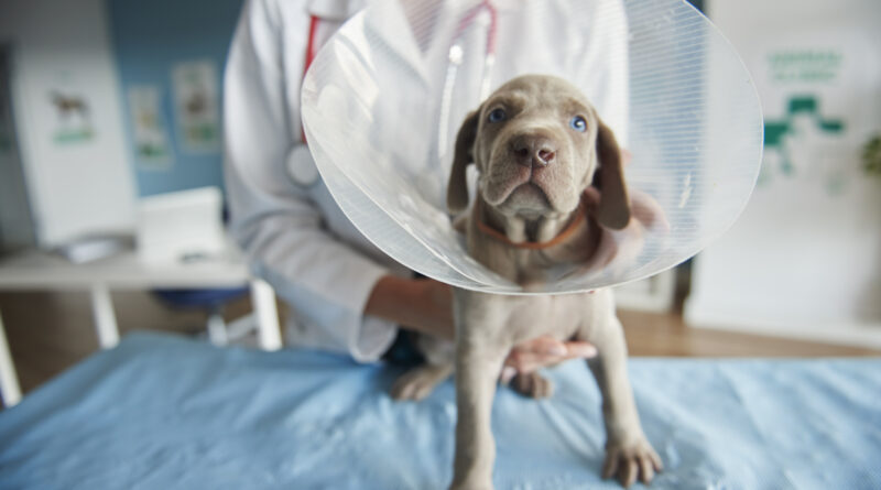 Cachorro doente usando colar elizabetando